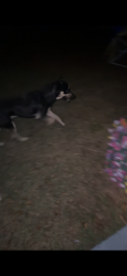 Found/Stray Male Dog last seen Near wisteria ln, Jonesboro, GA 30238