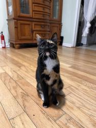 Lost Female Cat last seen Harbins road NW, Lilburn, GA 30047