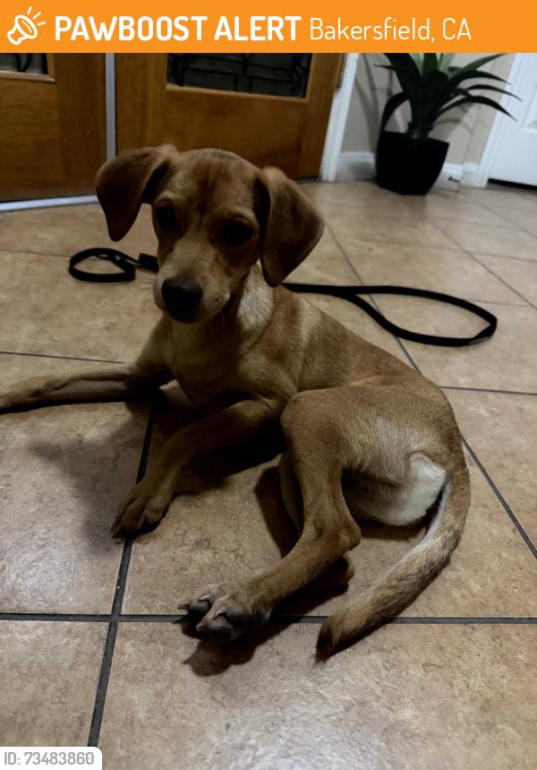 Found/Stray Male Dog last seen Old River Road and Snowdon, Bakersfield, CA 93311