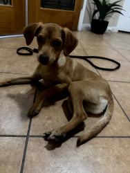 Found/Stray Male Dog last seen Old River Road and Snowdon, Bakersfield, CA 93311