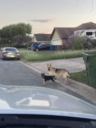 Found/Stray Female Dog last seen Pinion dr Brownsville tx, Brownsville, TX 78526