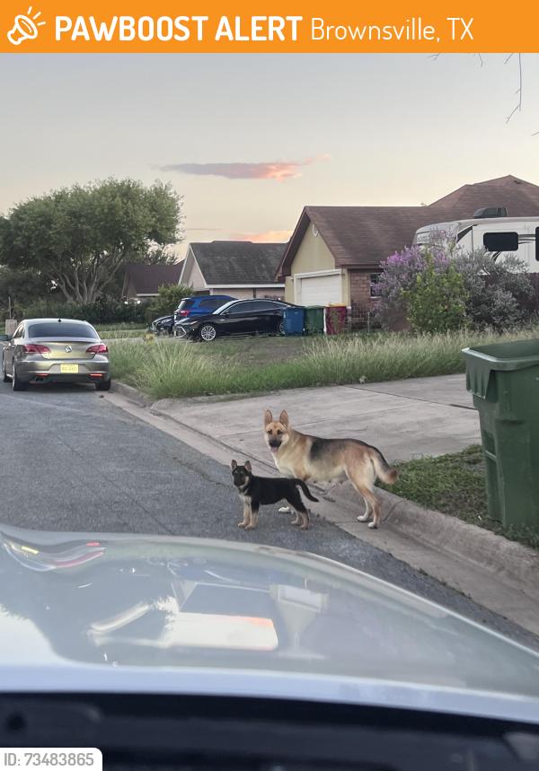 Found/Stray Female Dog last seen Pinion dr Brownsville tx, Brownsville, TX 78526