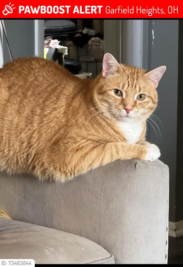 Lost Male Cat last seen Near William foster elementary school, Garfield Heights, OH 44125