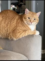 Lost Male Cat last seen Near William foster elementary school, Garfield Heights, OH 44125