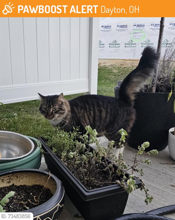 Found/Stray Female Cat last seen Conifer Cir (new construction) off of Brentwood Dr and Bellefontaine, Dayton, OH 45424