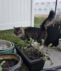 Found/Stray Female Cat last seen Conifer Cir (new construction) off of Brentwood Dr and Bellefontaine, Dayton, OH 45424