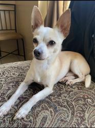 Reunited Female Dog last seen He was unexpectedly let out around 11 Am. He has not returned since then, Houston, TX 77060