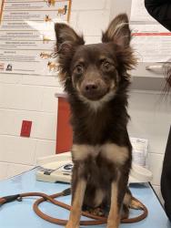 Shelter Stray Female Dog last seen SOUTHERN AVE AND 20TH ST, 1920 S Lewis, Mesa, AZ 85210, USA