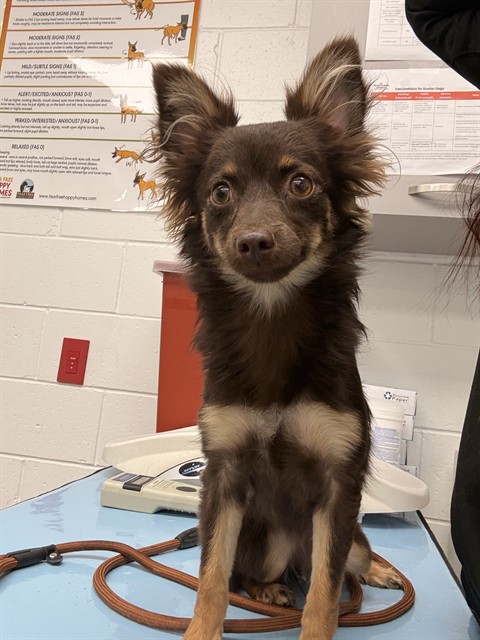 Shelter Stray Female Dog last seen SOUTHERN AVE AND 20TH ST, 1920 S Lewis, Mesa, AZ 85210, USA