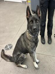 Shelter Stray Male Dog last seen KENNETH PL AND MALIBU DR, 1920 S Lewis, Mesa, AZ 85210, USA