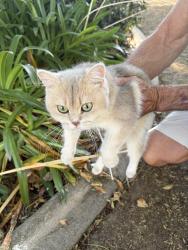 Found/Stray Female Cat last seen Brush Canyon Park, Yorba Linda, CA 92887