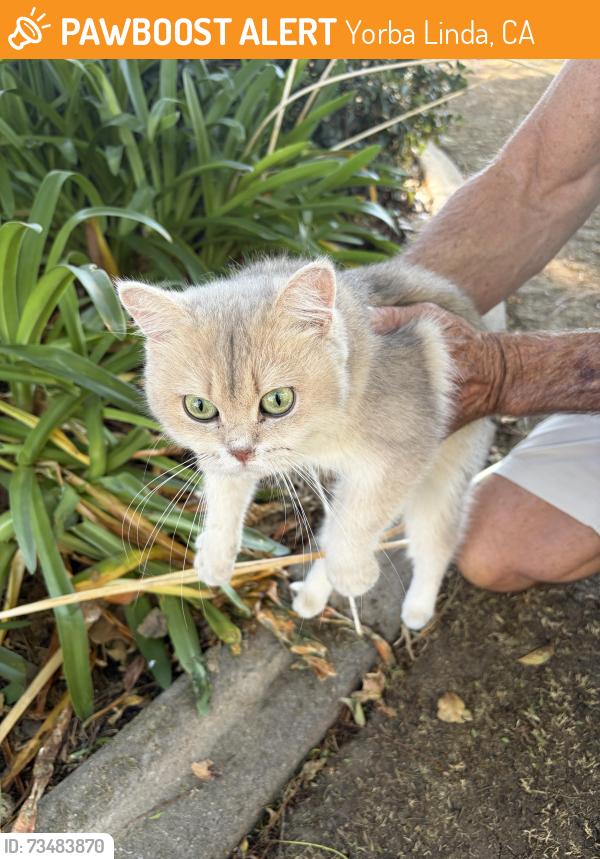 Found/Stray Female Cat last seen Brush Canyon Park, Yorba Linda, CA 92887