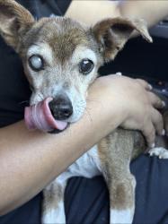 Reunited Male Dog last seen Las Vegas, NV 89142, USA, Las Vegas, NV 89142