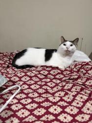 Reunited Male Cat last seen Hillcrest cndmnium, Peekskill, NY 10566