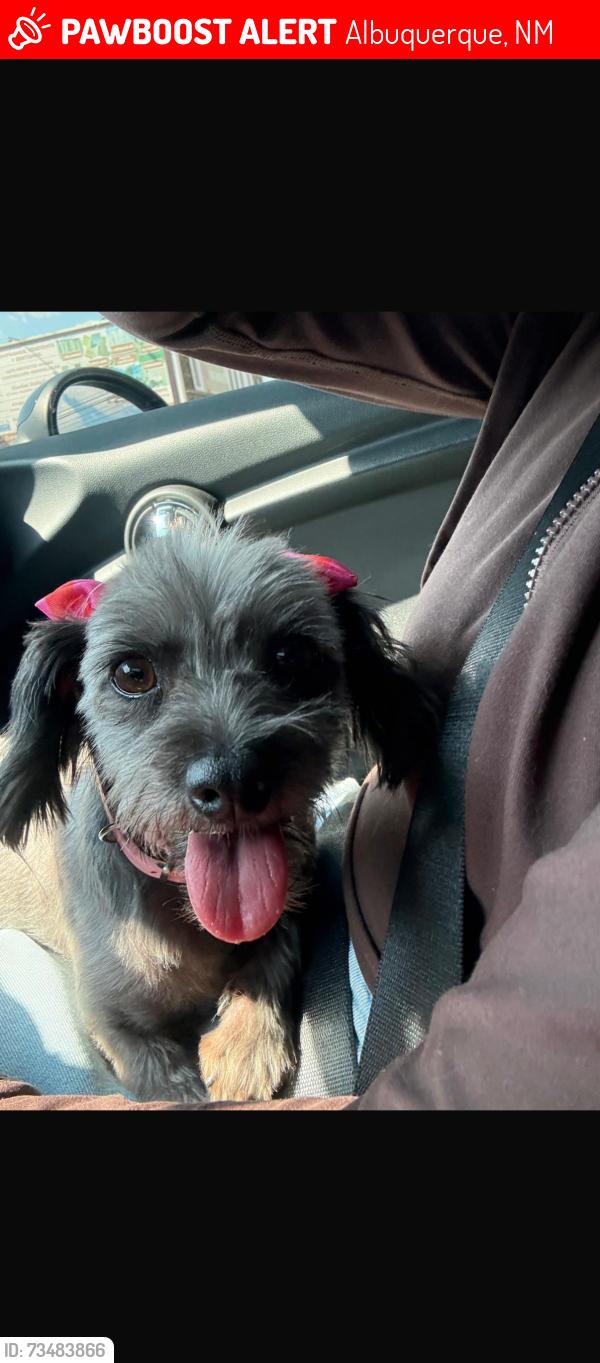 Lost Female Dog last seen Near Gibson and San Pedro, Albuquerque, NM 87108