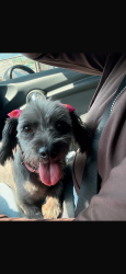 Lost Female Dog last seen Near Gibson and San Pedro, Albuquerque, NM 87108
