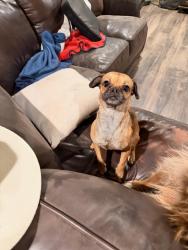 Found/Stray Female Dog last seen Henze Rd & Southton Rd, San Antonio, TX 78223