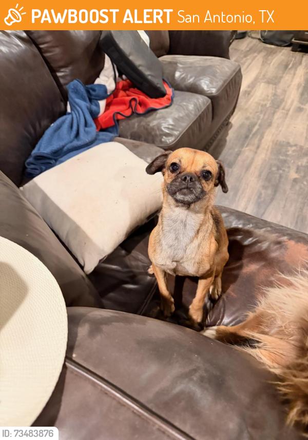 Found/Stray Female Dog last seen Henze Rd & Southton Rd, San Antonio, TX 78223