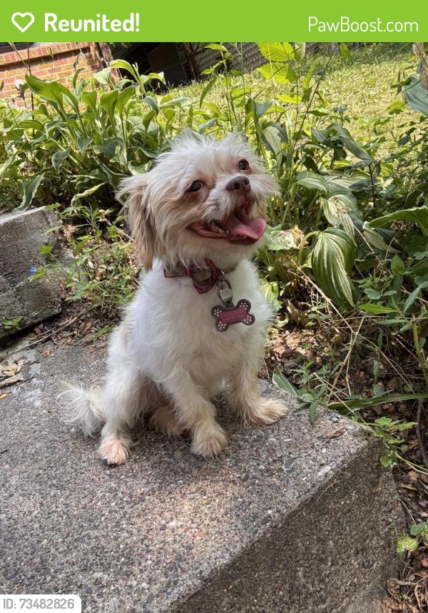 Reunited Female Dog last seen Orange and payne, Saint Paul, MN 55106