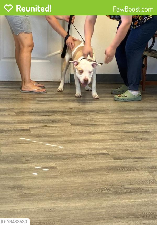 Reunited Male Dog last seen Lori ann St & Palm ave San Jacinto, San Jacinto, CA 92582