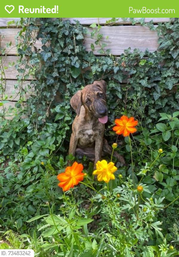 Reunited Female Dog last seen Near Bethel Dr Mauldin, Mauldin, SC 29662