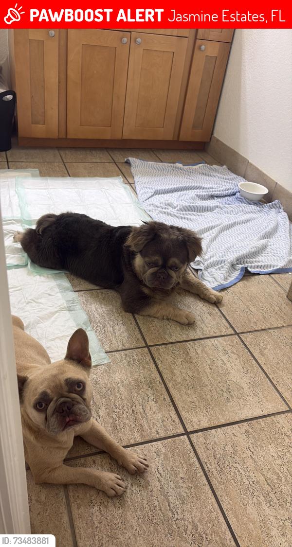 Lost Female Dog last seen Exuma, Jasmine Estates, FL 34668