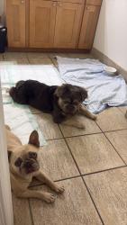 Lost Female Dog last seen Exuma, Jasmine Estates, FL 34668