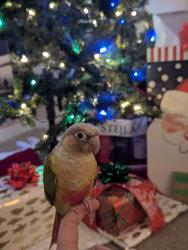 Lost Male Bird last seen Magnolia Ave and Arlington Ave, Riverside, CA 92504