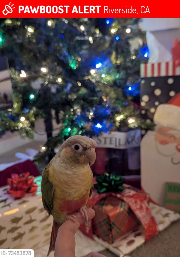 Lost Male Bird last seen Magnolia Ave and Arlington Ave, Riverside, CA 92504