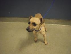 Shelter Stray Female Dog last seen Near BLOCK NW FLAGLER TER, 3599 NW 79th Ave, Doral, FL 33122, USA