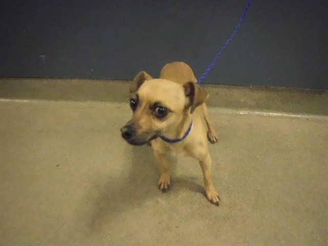 Shelter Stray Female Dog last seen Near BLOCK NW FLAGLER TER, 3599 NW 79th Ave, Doral, FL 33122, USA