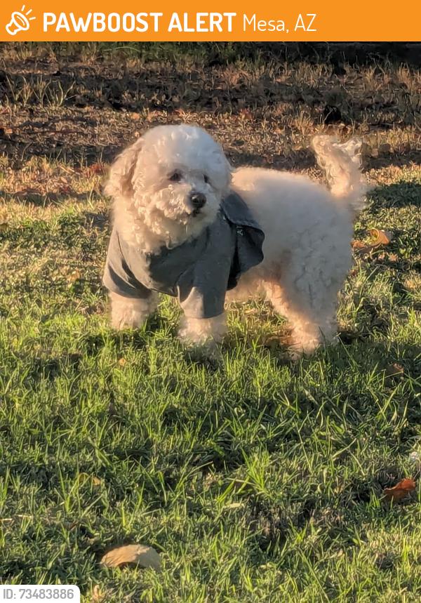 Found/Stray Unknown Dog last seen Close Mcarthur Elementary, Mesa, AZ 85203