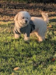 Found/Stray Unknown Dog last seen Close Mcarthur Elementary, Mesa, AZ 85203