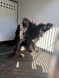 Shelter Stray Female Dog last seen Near BLOCK PACHECO RD, BAKERSFIELD,CA, 201 S Mt Vernon Ave, Bakersfield, CA 93307, USA