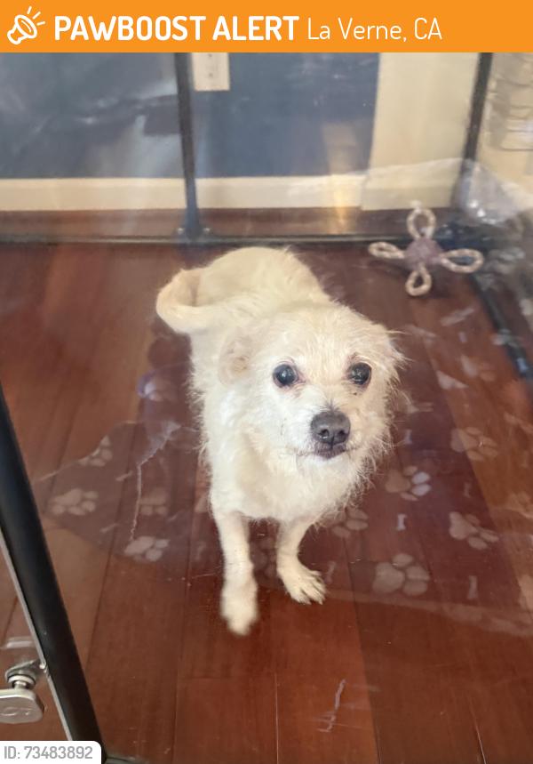 Found/Stray Male Dog last seen Bonita High School, D Street, La Verne, La Verne, CA 91750