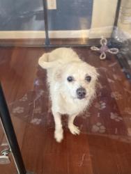 Found/Stray Male Dog last seen Bonita High School, D Street, La Verne, La Verne, CA 91750