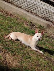 Lost Female Dog last seen Wood, Chicago, IL 60609