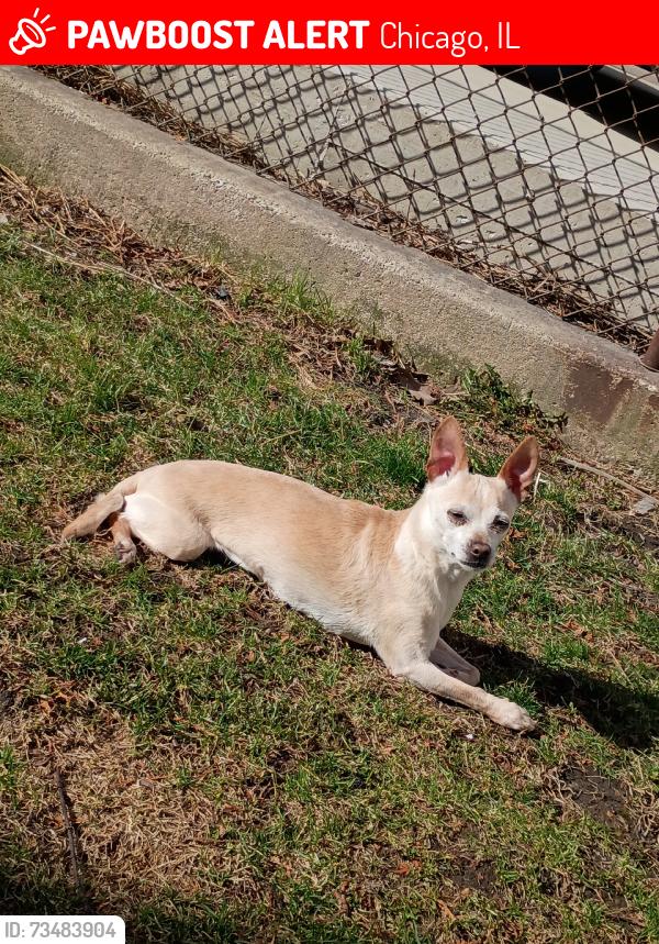 Lost Female Dog last seen Wood, Chicago, IL 60609