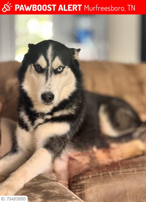 Lost Male Dog last seen Mobile gasoline, Murfreesboro, TN 37129