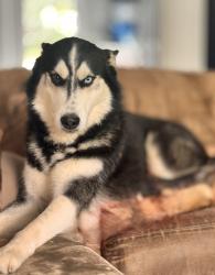 Lost Male Dog last seen Mobile gasoline, Murfreesboro, TN 37129