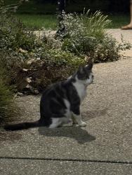 Found/Stray Unknown Cat last seen 21st street & the Rodin Museum Garden back walkway steps, Philadelphia, PA 19130