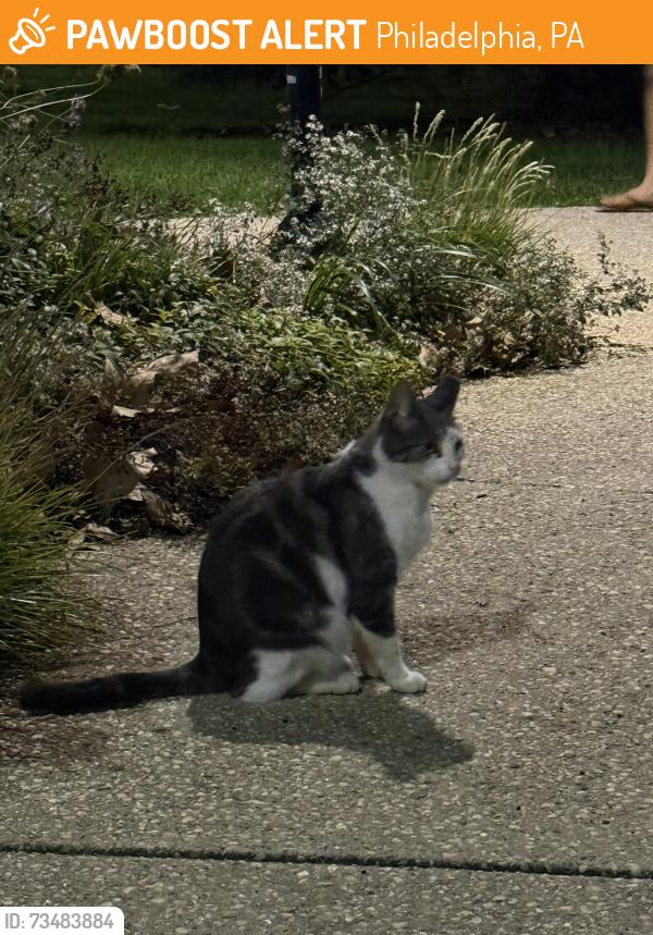 Found/Stray Unknown Cat last seen 21st street & the Rodin Museum Garden back walkway steps, Philadelphia, PA 19130