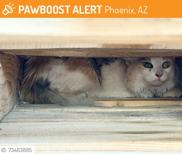 Found/Stray Female Cat last seen 31st dr and tonopah dr, Phoenix, AZ 85027
