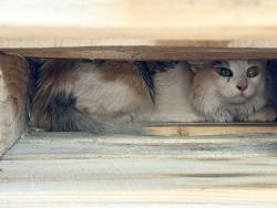 Found/Stray Female Cat last seen 31st dr and tonopah dr, Phoenix, AZ 85027