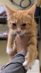 Shelter Stray Male Cat last seen DIAS AVE & STOCKTON BLVD, 2127 Front St, Sacramento, CA 95818, USA