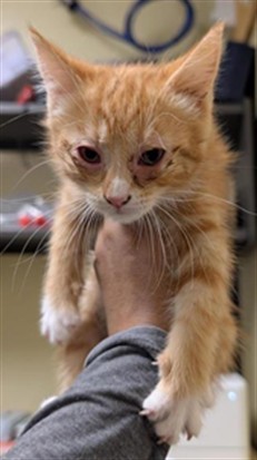 Shelter Stray Male Cat last seen DIAS AVE & STOCKTON BLVD, 2127 Front St, Sacramento, CA 95818, USA
