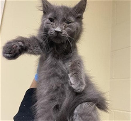 Shelter Stray Male Cat last seen FORD RD & BOZEMAN ST, 2127 Front St, Sacramento, CA 95818, USA