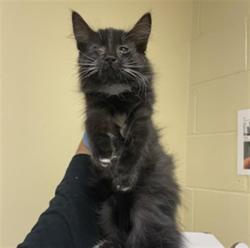 Shelter Stray Male Cat last seen FORD RD & BOZEMAN ST, 2127 Front St, Sacramento, CA 95818, USA