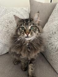 Lost Male Cat last seen Watterson elementary school - Heavrin avenue, Louisville, KY 40218