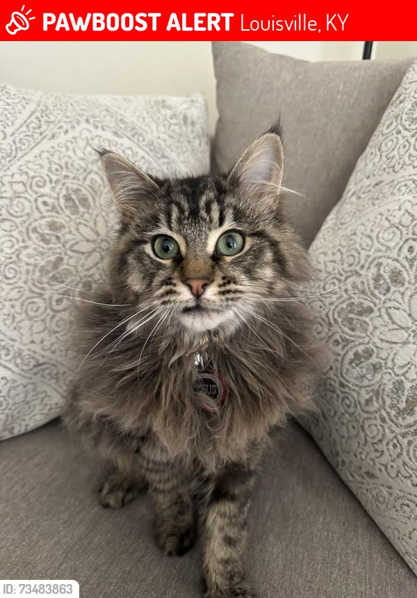 Lost Male Cat last seen Watterson elementary school - Heavrin avenue, Louisville, KY 40218